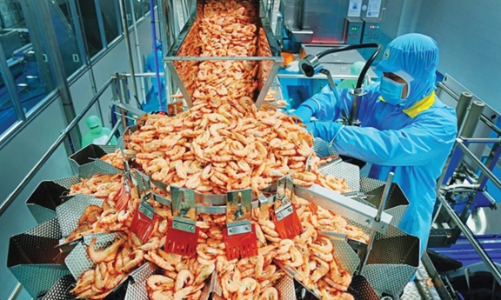 Nhu cầu phục hồi tại các thị trường chủ lực, xuất khẩu tôm Việt Nam đạt 4 tỷ USD trong năm 2024
