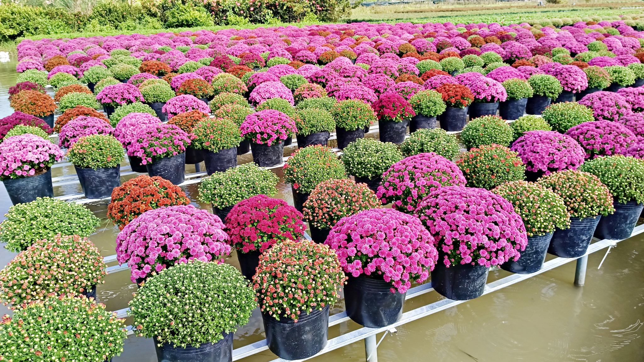 Tại miền Tây, không khí tại các làng hoa những ngày này cũng trở nên nhộn nhịp hơn bao giờ hết.