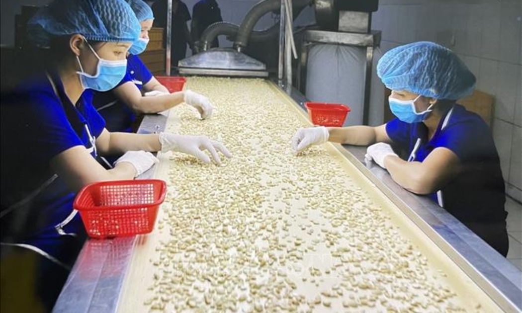 Chế biến nhân điều để xuất khẩu