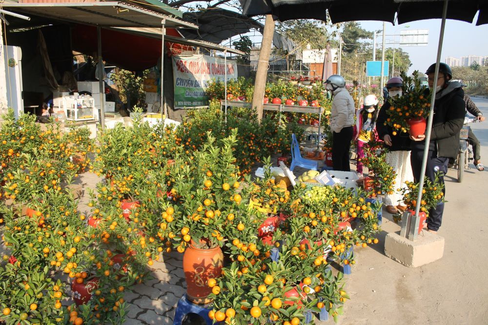 Quất bán trên hè phố năm nay, chiếm tỷ lệ lớn là quất mi ni có kích thước nhỏ. Ảnh: Chu Khôi.