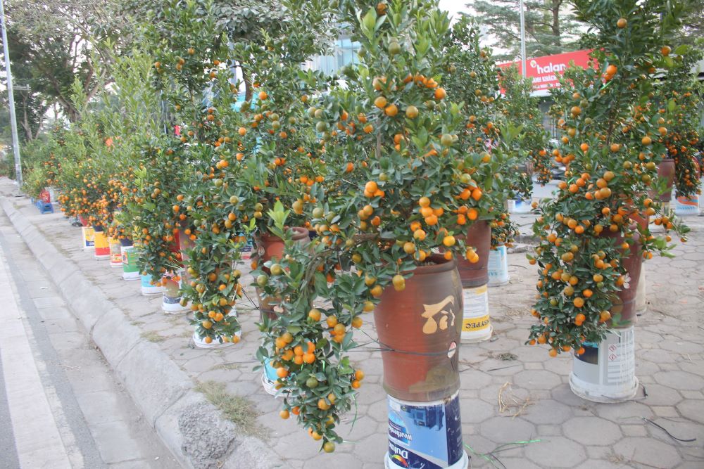 Những cây quất bon sai trong chậu đất nung, kích thước cao từ 70 cm đến 100 cm có giá bán 400-500 nghìn đồng. Ảnh: Chu Khôi.