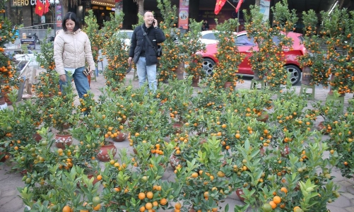 Đào mất mùa, giá tăng vọt