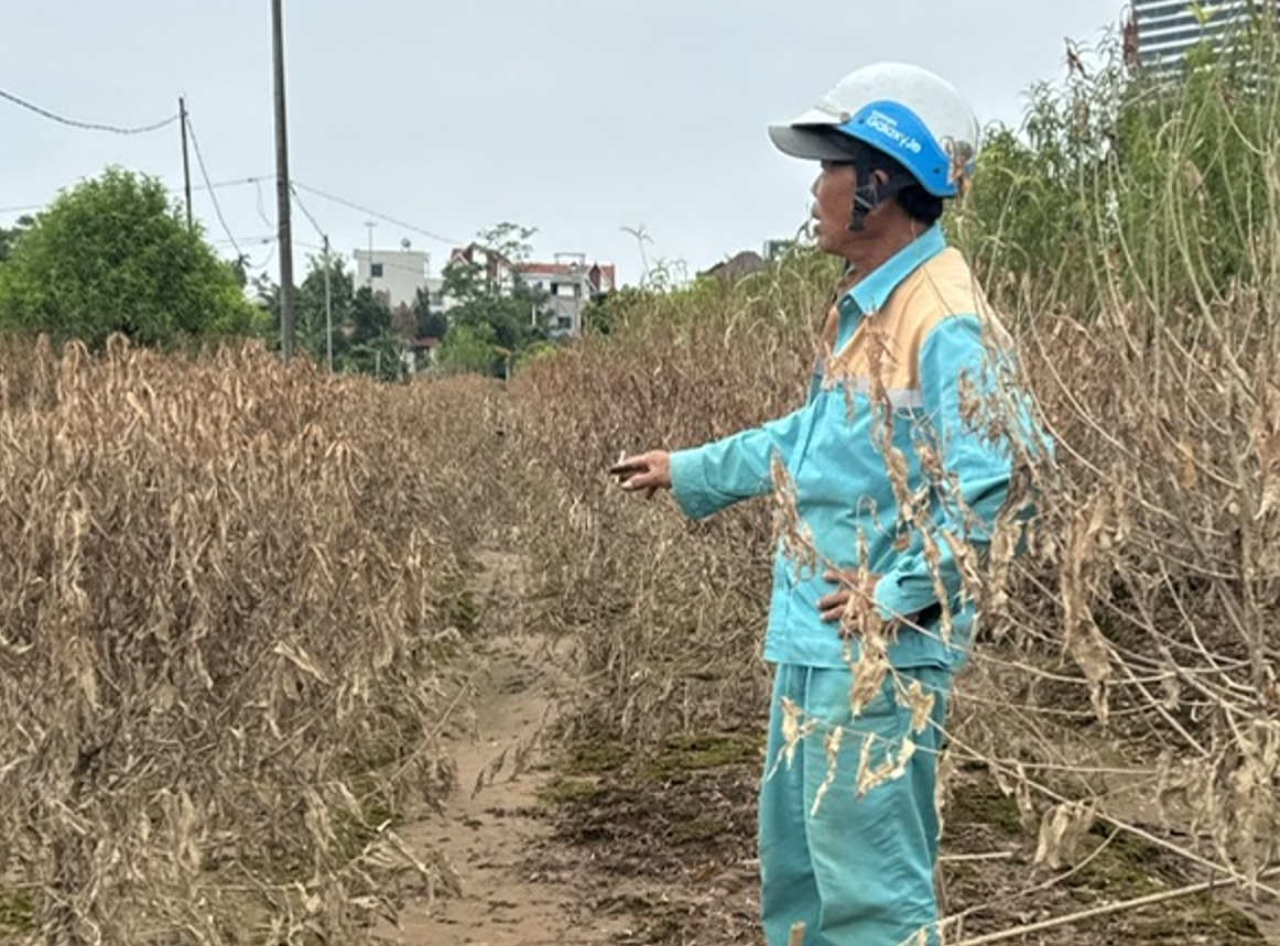 Ông Hoạt vẫn quyết gây dựng lại vườn đào, dù bây giờ cuộc sống của vợ chồng rất cơ cực.