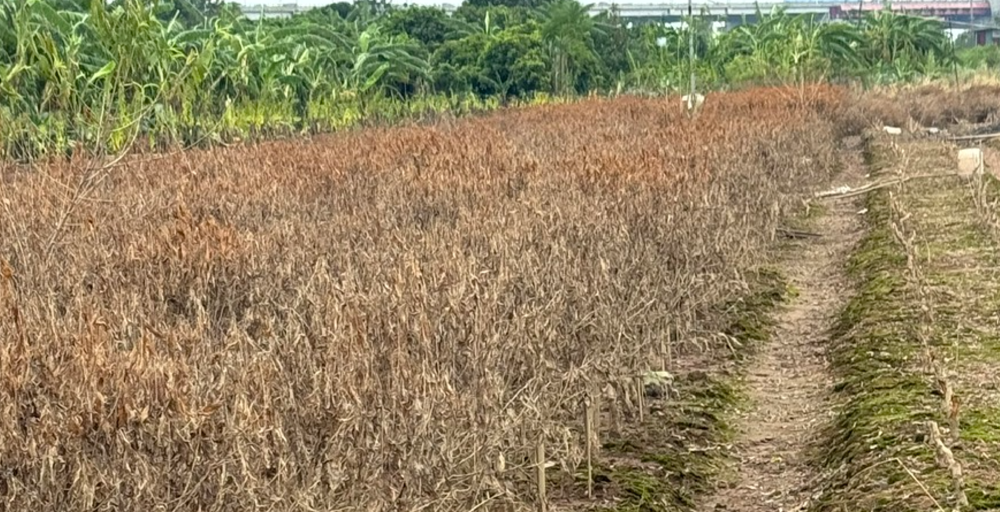 Vườn đào ở bãi sông gần cầu Thăng Long úa vàng sẫm sau khi nước rút.