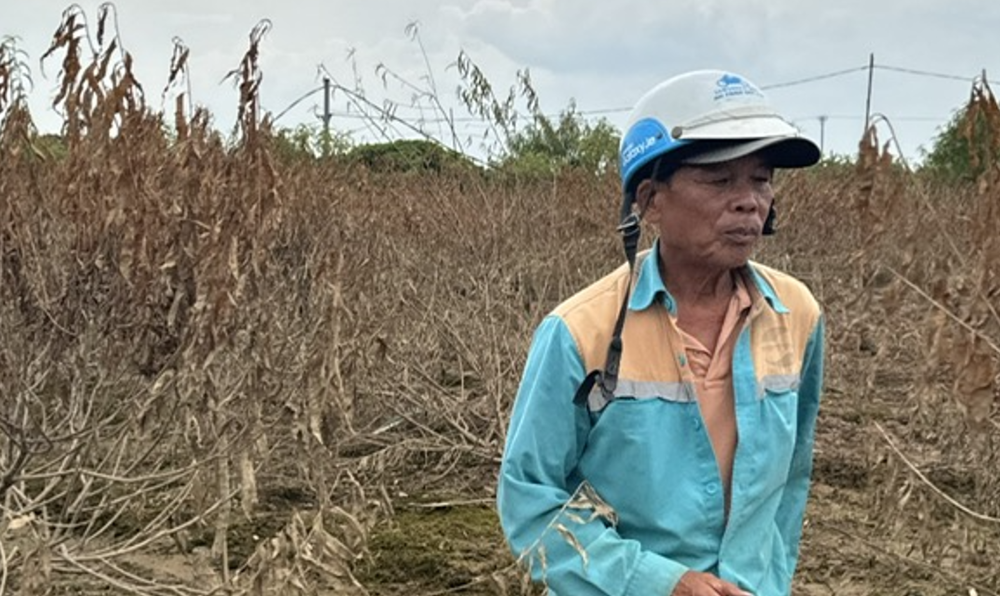 Ông Đoàn Văn Hoạt trong vườn đào mà ông đã dày công chăm sóc đã hơn 6 năm, nay héo úa chết hết. Ảnh: Chu Khôi.