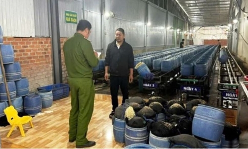 Từ vụ án giá đỗ ngâm chất cấm: Sẽ sửa đổi Nghị định về thi hành Luật an toàn thực phẩm