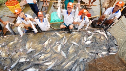 Tra fish export to US marks record high in 2024