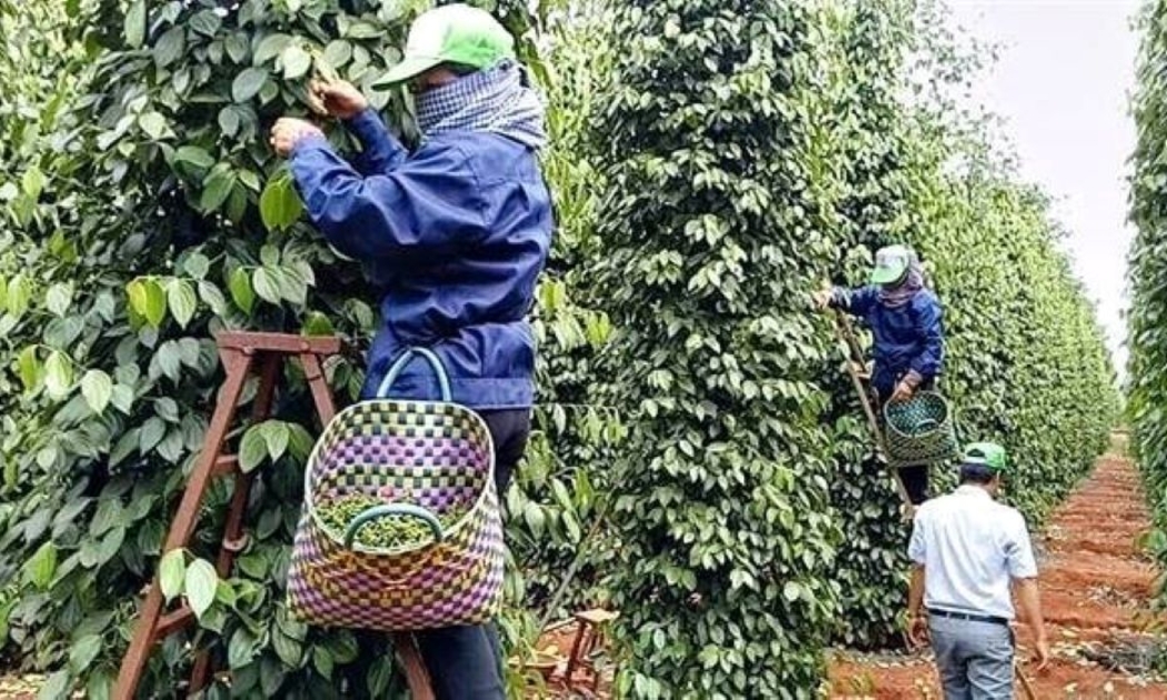 Xuất khẩu tiêu năm 2024 được giá, nông dân đạt lợi nhuận cao.
