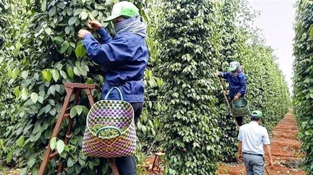 Xuất khẩu tiêu năm 2024 được giá, nông dân đạt lợi nhuận cao.