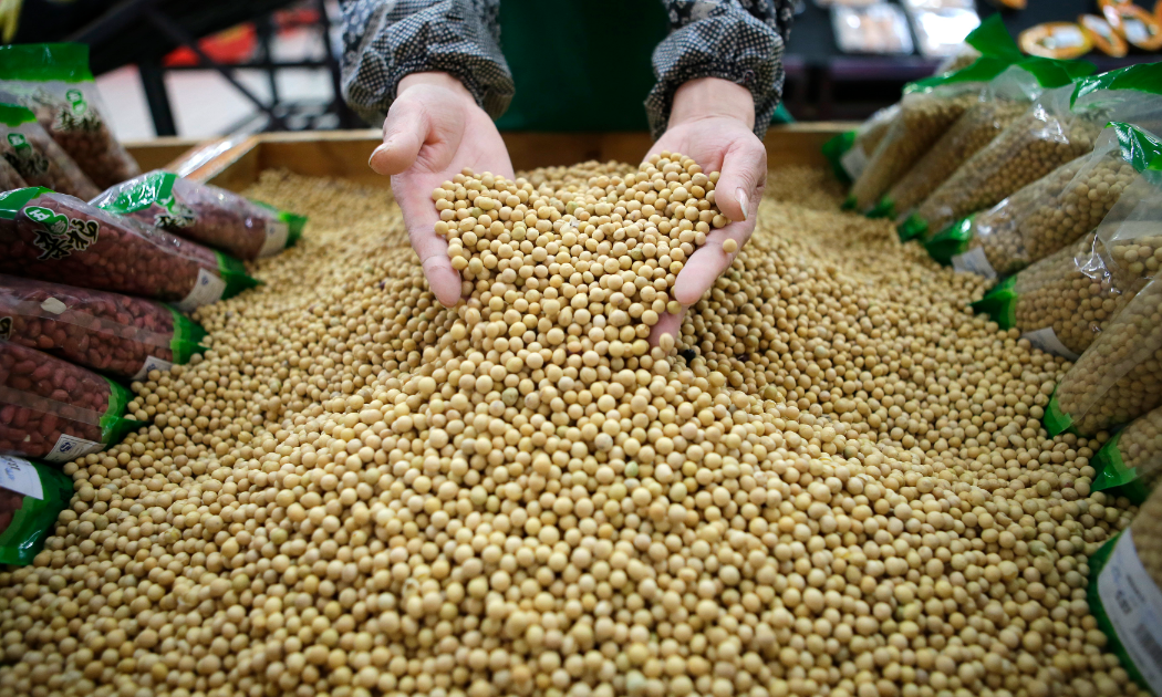 Trung Quốc nhập khẩu kỷ lục dậu nành Mỹ trong năm 2025 - Ảnh: Reuters