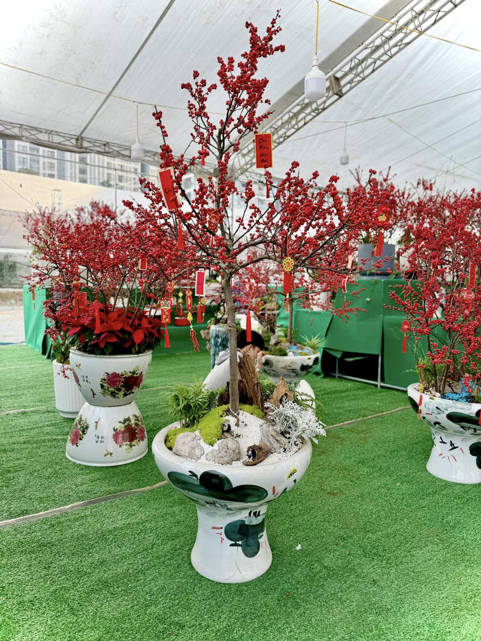 Năm nay, những cây đào đông trồng trong chậu mới được nhập về.