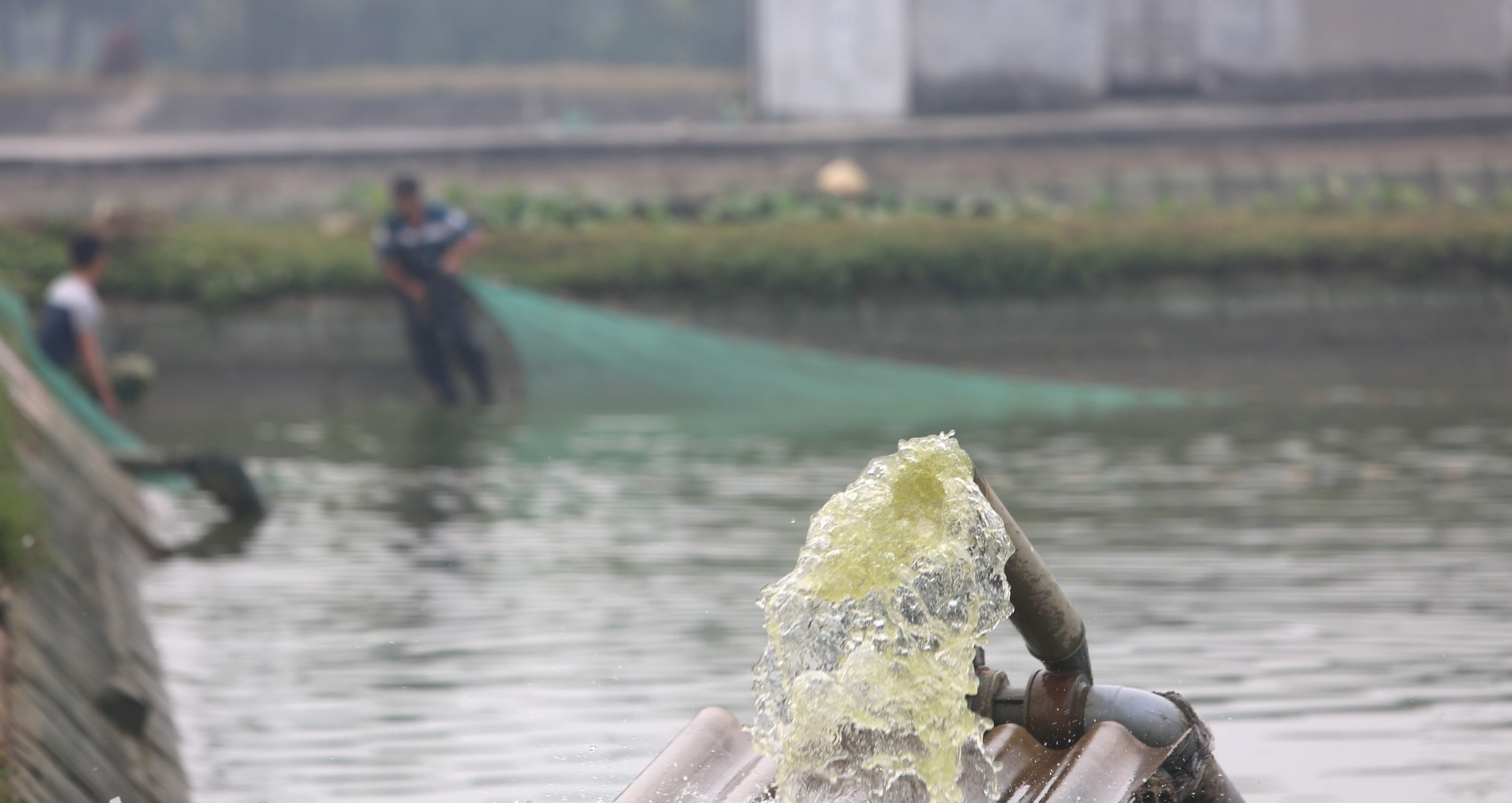 Mỗi khi vào vụ, người dân phải huy động máy bơm nước tát ao nuôi để bắt cá.