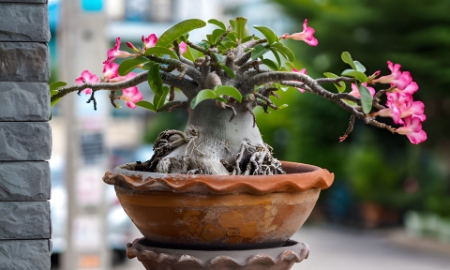 Những chậu hoa sứ kiểng bonsai bán rất chạy trên thị trường năm nay.