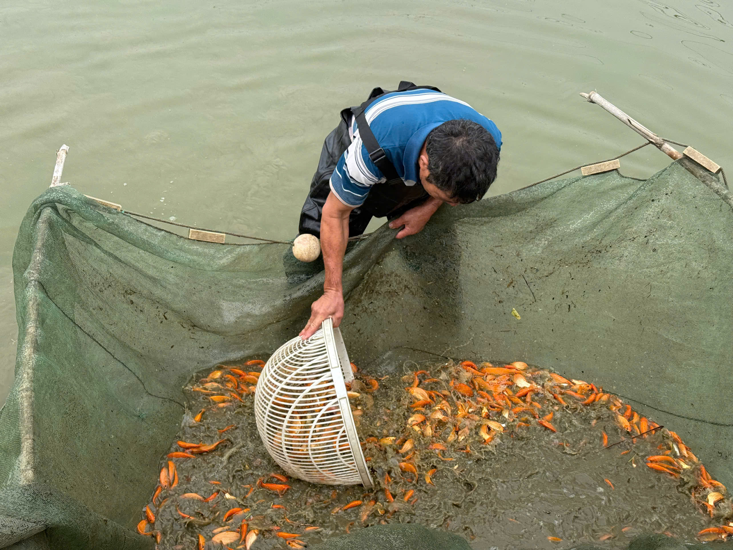 Đang kéo lưới vớt cá bán cho thương lái, ông Nguyễn Văn Sơn (62 tuổi, ở phố Bái Trúc) chia sẻ: Năm nay nhà tôi thu hoạch được 2 tấn cá chép đỏ. Mấy ngày nay thương lái ở khắp  nơi đổ về mua gần hết rồi. Sáng nay, có một xe taxi đến mua 1 tạ về bán lẻ cho người dân vào dịp ông Công, ông Táo. Giá cá bán tại ao nuôi cho thương lái tầm 100 - 120 nghìn đồng/1kg