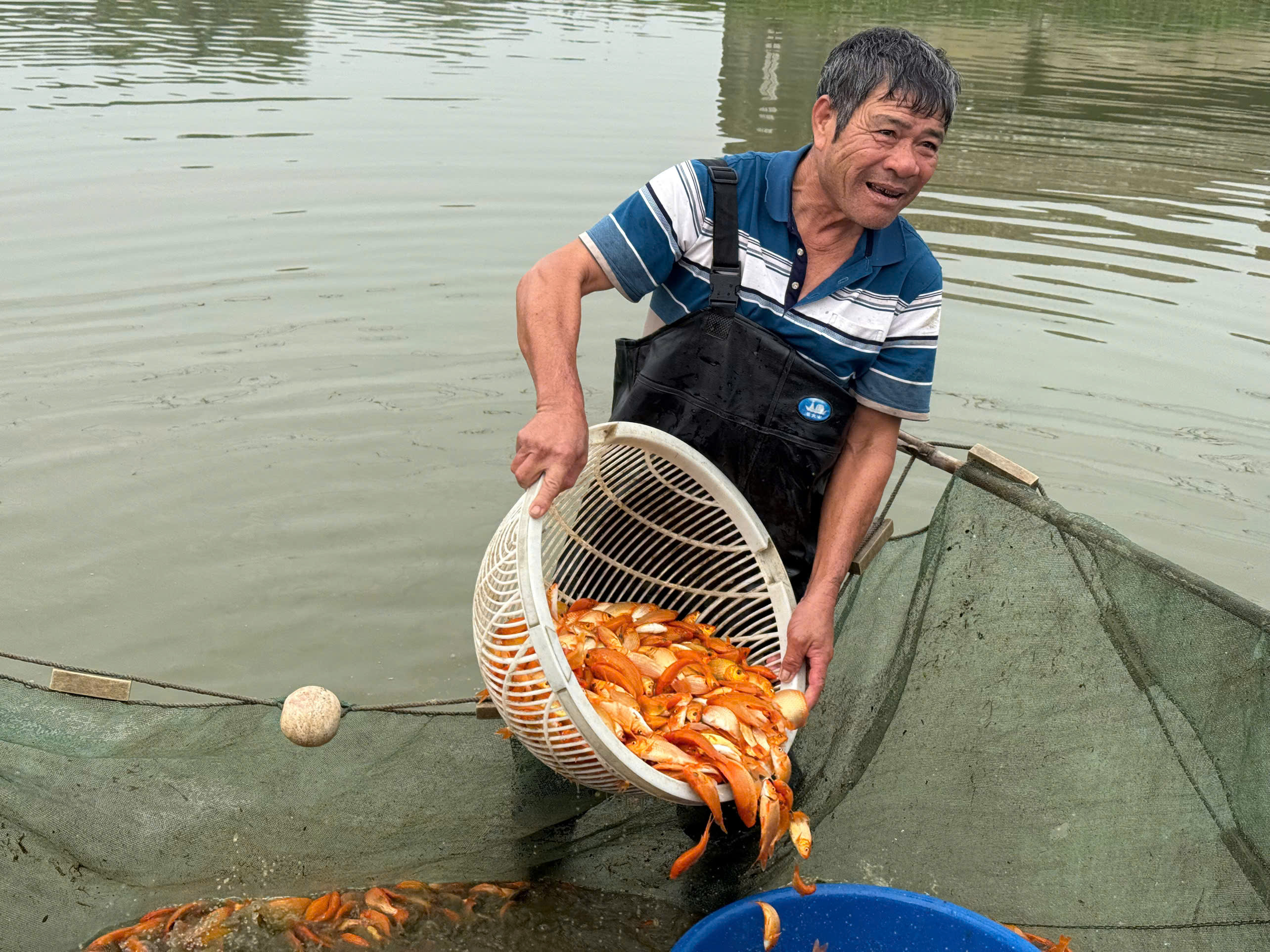 Thống kê cho thấy, có khoảng 70 hộ dân ở các phố Tân Hậu, Tân Cổ và Bái Trúc nuôi cá chép đỏ truyền thống. 