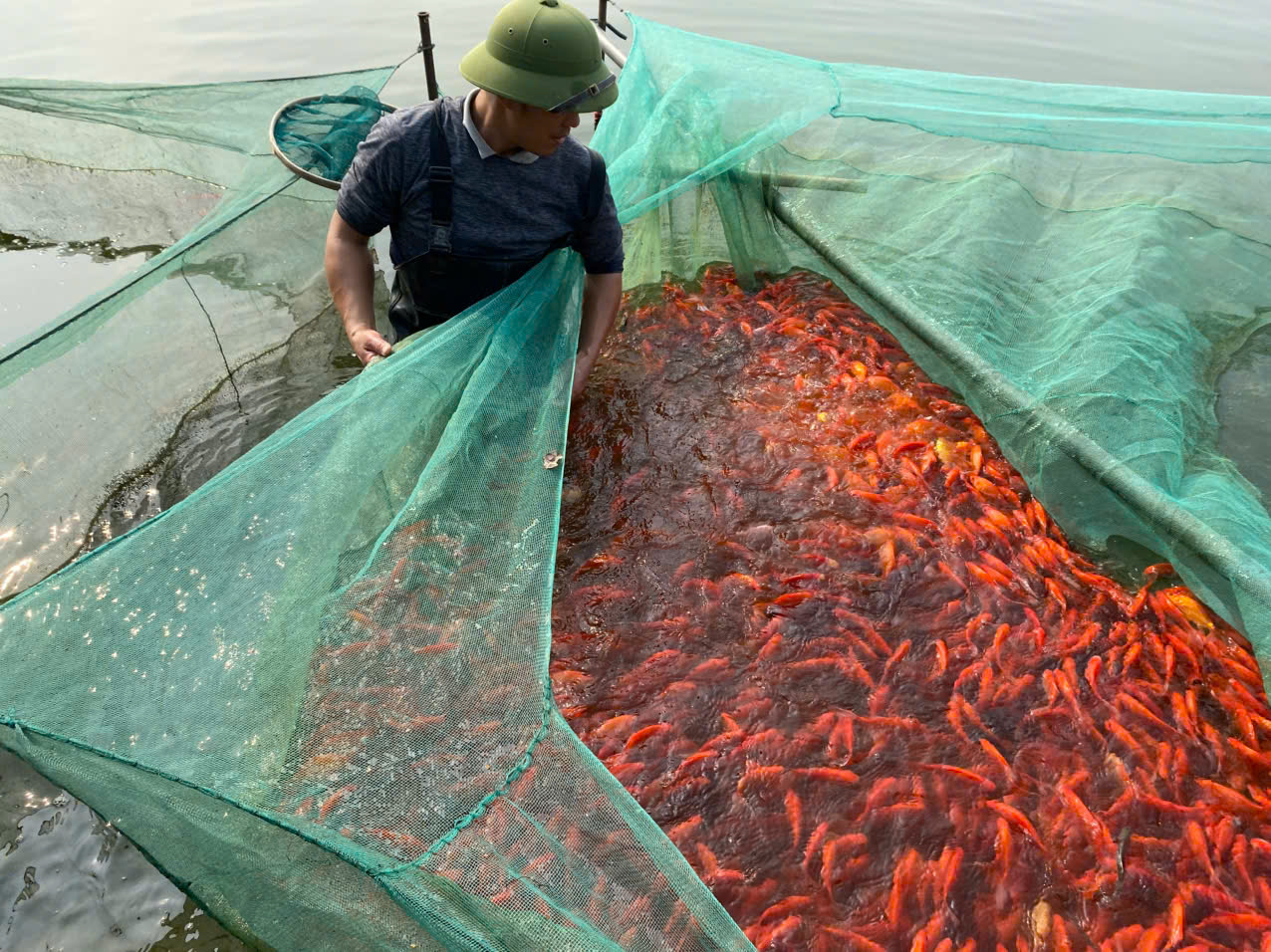 Theo người dân ở đây, việc nuôi cá giống kết hợp cá ông Công, ông Táo đem lại lợi nhuận cao gấp 8 lần so với việc trồng lúa. 