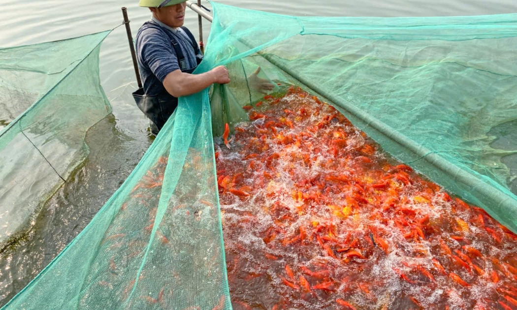 Dịp Tết ông Công, ông Táo năm nay, hộ gia đình anh Nguyễn Văn Loan, ở khu phố Bái Trúc, thị trấn Tân Phong, huyện Quảng Xương cung cấp ra thị trường hơn 2,5 tấn cá chép đỏ