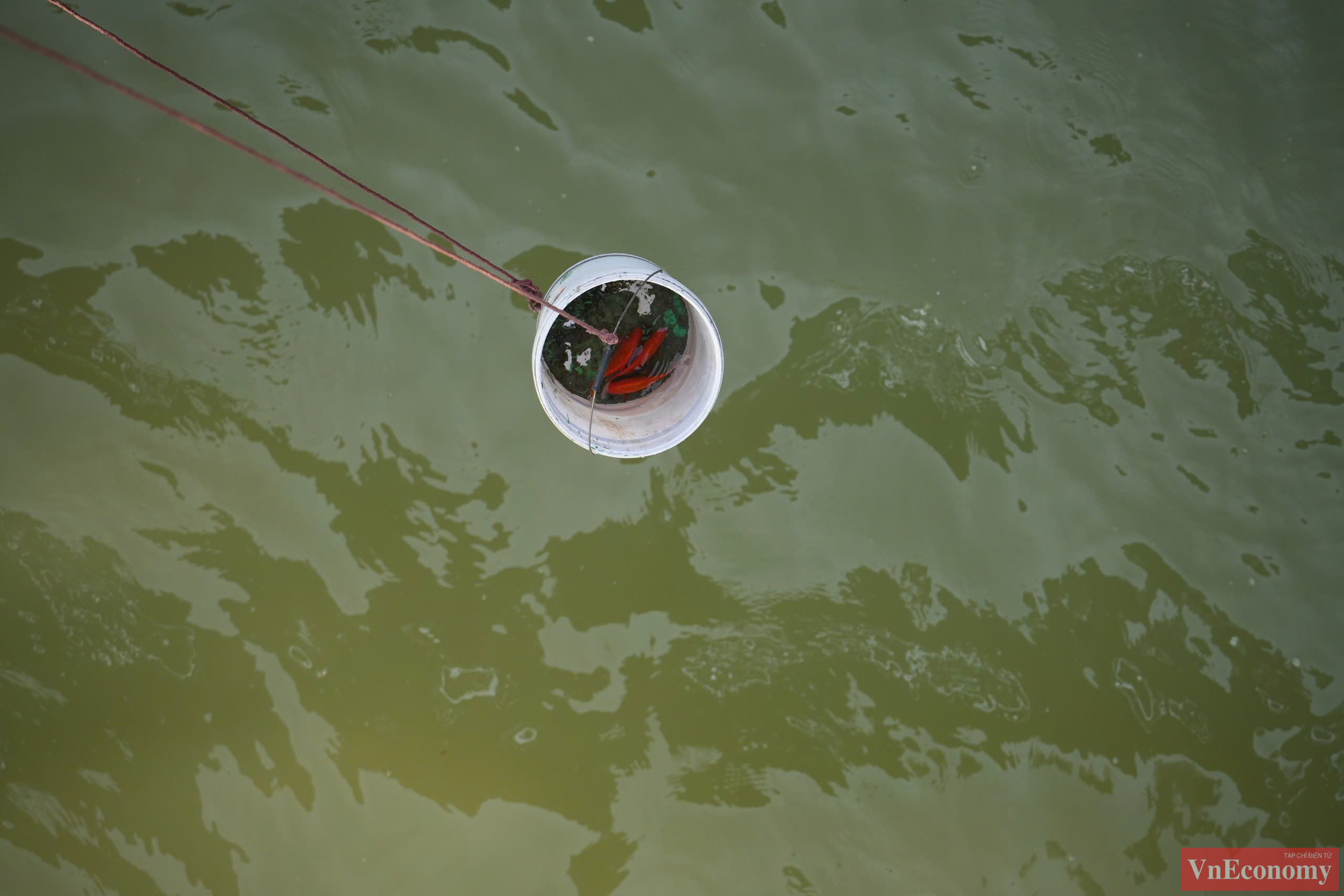 Những người d&acirc;n đi xe m&aacute;y mang c&aacute; ch&eacute;p đến cầu Long Bi&ecirc;n được đội t&igrave;nh nguyện vi&ecirc;n đ&oacute;n lấy c&aacute; ch&eacute;p, rồi đổ v&agrave;o trong một x&ocirc; nhựa c&oacute; d&acirc;y d&agrave;i để thả xuống s&ocirc;ng Hồng.