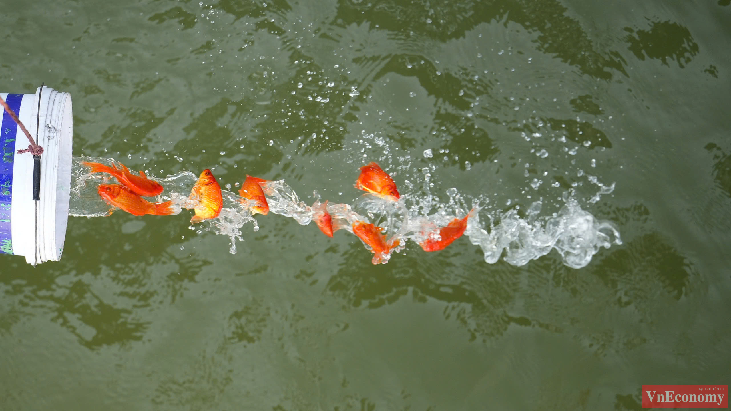 Người d&acirc;n n&ecirc;n chọn nơi c&oacute; m&ocirc;i trường nước sạch như s&ocirc;ng, hồ tự nhi&ecirc;n; tr&aacute;nh thả c&aacute; ở những nơi nguồn nước &ocirc; nhiễm, &iacute;t &ocirc;xy, l&agrave;m ảnh hưởng đến sự sống của c&aacute;.