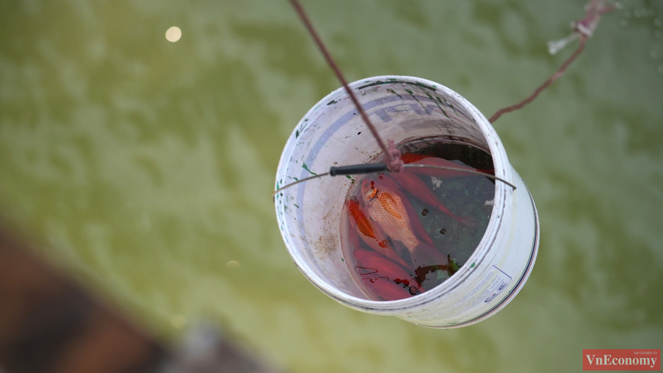 Như vậy, người d&acirc;n đi thả c&aacute; ch&eacute;p kh&ocirc;ng phải dừng xe l&acirc;u tr&ecirc;n cầu để tự thả c&aacute;, g&acirc;y mất an to&agrave;n giao th&ocirc;ng. C&aacute; cũng kh&ocirc;ng được tr&uacute;t từ th&agrave;nh cầu xuống nước s&ocirc;ng với độ cao khiến c&aacute; kh&oacute; sống s&oacute;t.