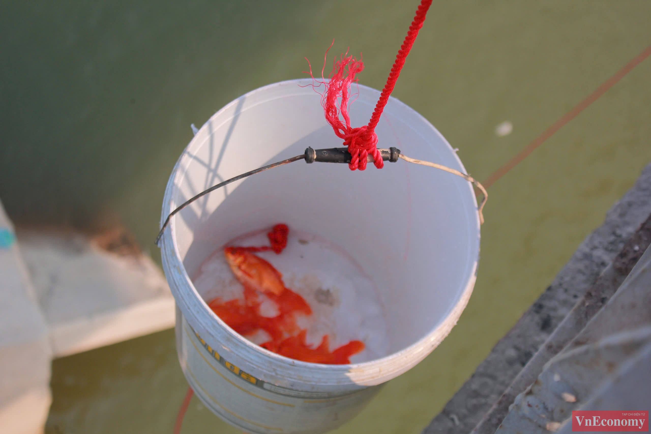 Trong văn h&oacute;a &Aacute; Đ&ocirc;ng, c&aacute; ch&eacute;p c&ograve;n được coi l&agrave; biểu tượng của sự may mắn v&agrave; thịnh vượng. Việc thả c&aacute; ch&eacute;p trong ng&agrave;y &ocirc;ng C&ocirc;ng &ocirc;ng T&aacute;o kh&ocirc;ng chỉ nhằm mục đ&iacute;ch tiễn c&aacute;c T&aacute;o về trời, m&agrave; c&ograve;n để cầu mong cho gia đ&igrave;nh một năm mới may mắn, sung t&uacute;c.