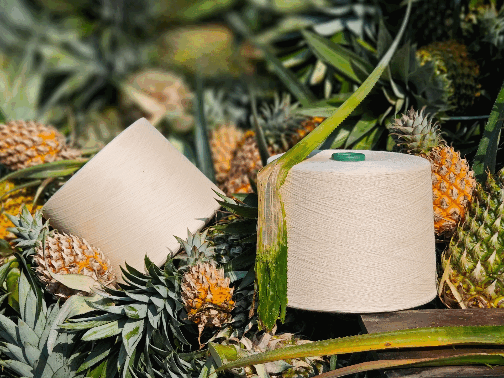 Biến tài nguyên dứa tự nhiên chưa được tận thu sau canh tác thành sợi vải tự nhiên bằng phương thức sản xuất đại trà.