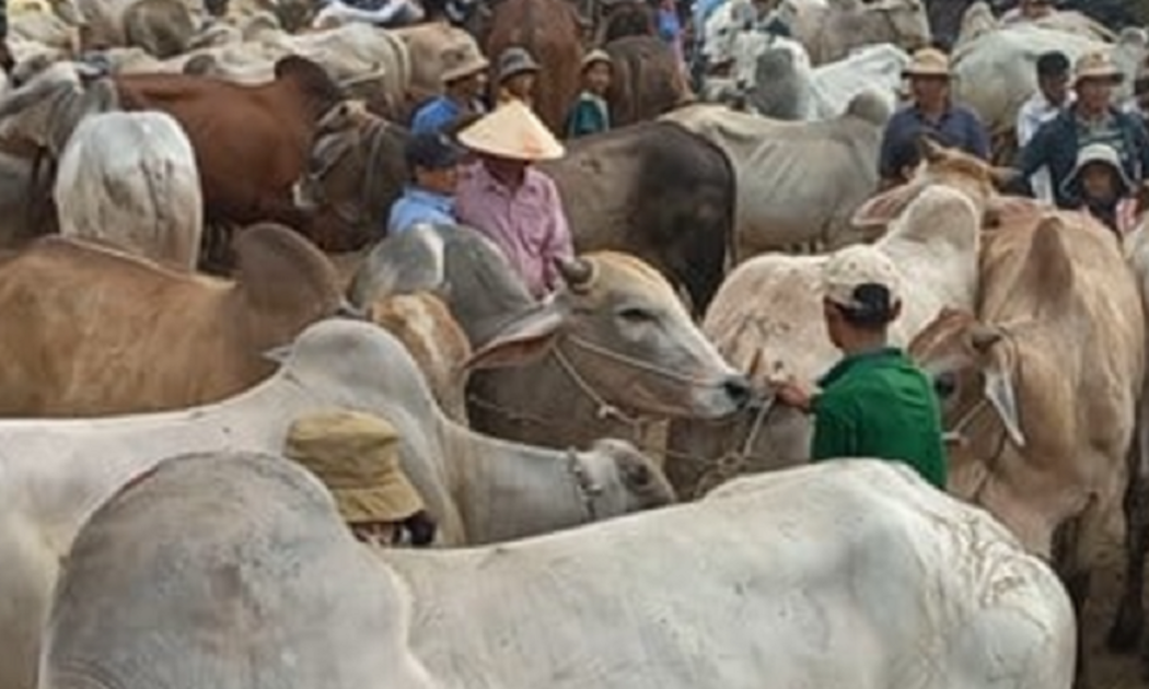 Tình trạng trâu bò nhập lậu qua biên giới vẫn diễn biến phức tạp.