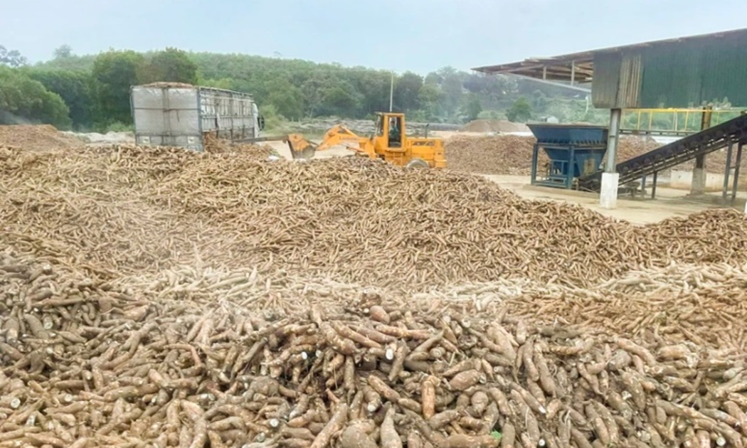 Năm 2025, Trung Quốc vẫn sẽ là điểm đến tiềm năng nhất của sắn và các sản phẩm từ sắn Việt Nam nhờ nhu cầu lớn, vị trí địa lý gần. Ảnh minh họa.