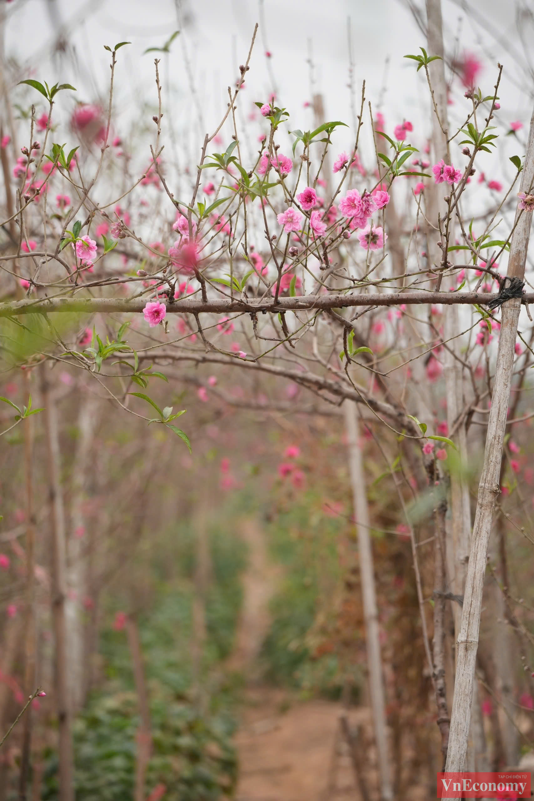 Cũng do số lượng hạn chế, n&ecirc;n đ&agrave;o Nhật T&acirc;n được người chơi săn l&ugrave;ng đặt mua từ rất sớm. Trong đ&oacute;, những c&acirc;y đ&agrave;o thế đẹp đ&atilde; được người d&acirc;n 