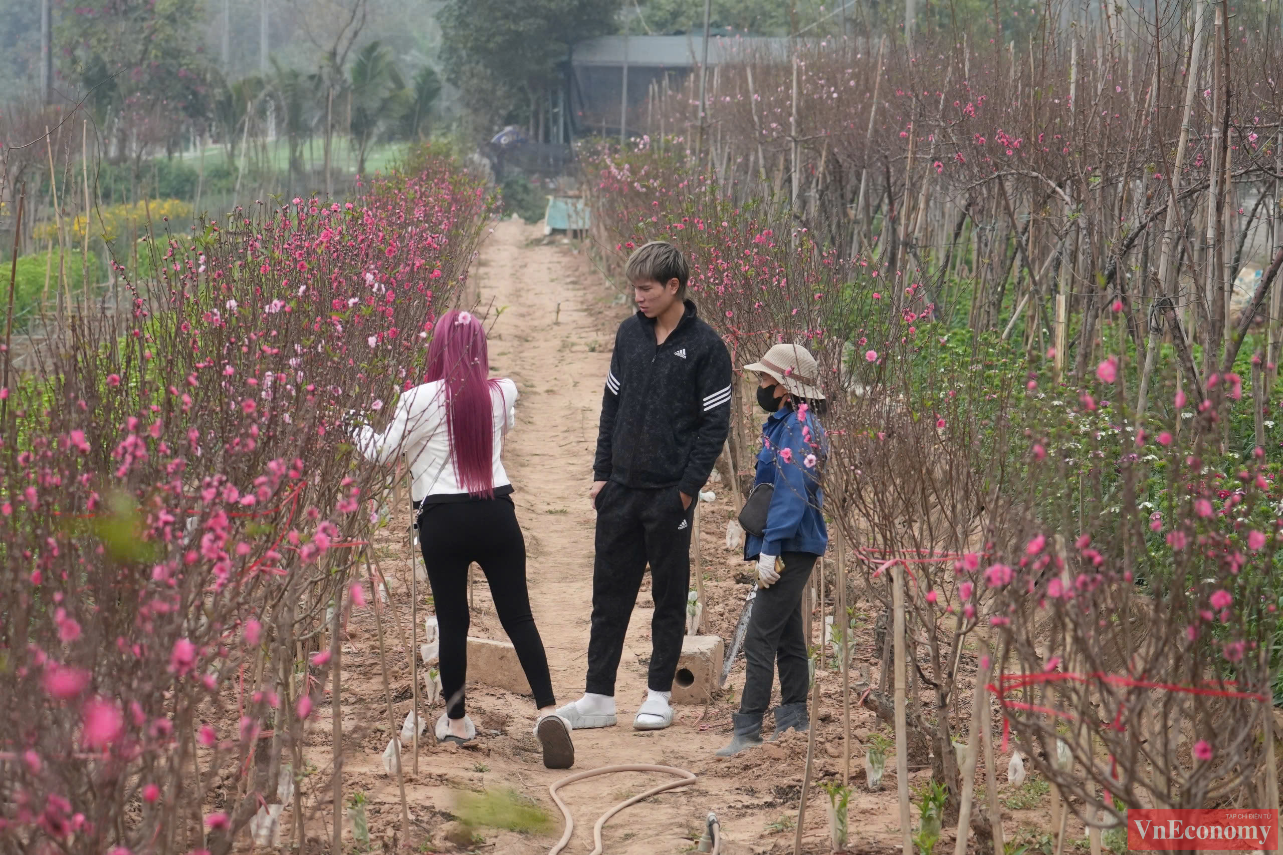 Những gốc đào đã được cắt tỉa gọn gàng và chằng buộc cẩn thận, sẵn sàng để vận chuyển. 