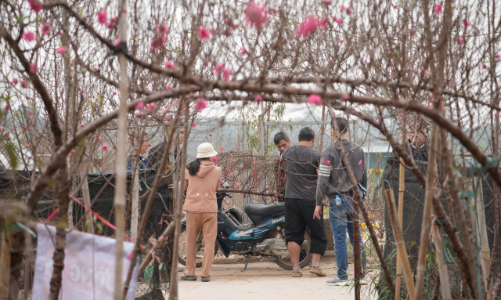 [Phóng sự ảnh] Làng đào Nhật Tân: Nhộn nhịp những gốc cây “được giá” sau bão