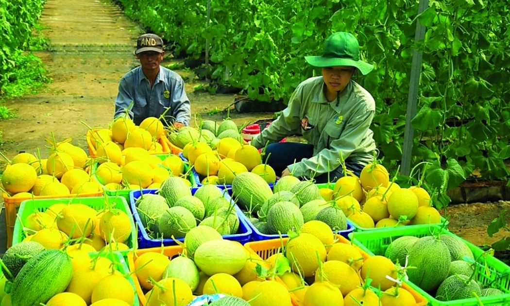 Xuất khẩu nông sản Việt Nam liên tục tăng trưởng từ 2007 đến nay.