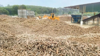 China remains top market for Vietnam's cassava