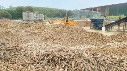 China remains top market for Vietnam's cassava
