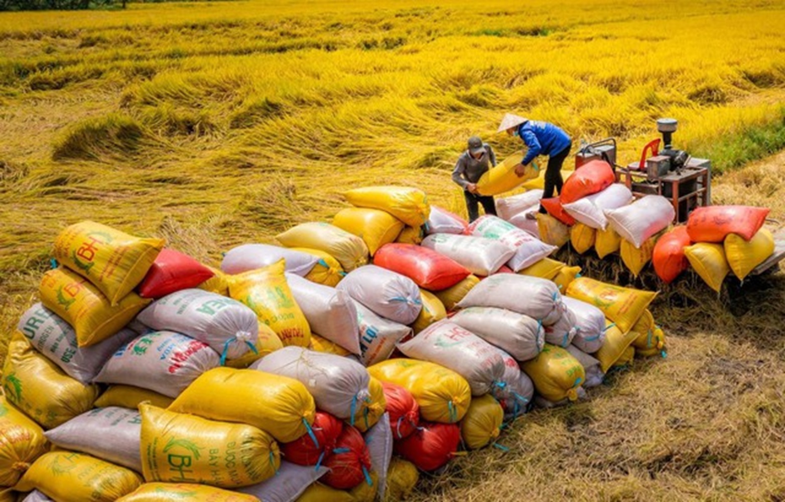 Xuất khẩu gạo vào thị trường Philippines năm 2024 tăng 48,9%.