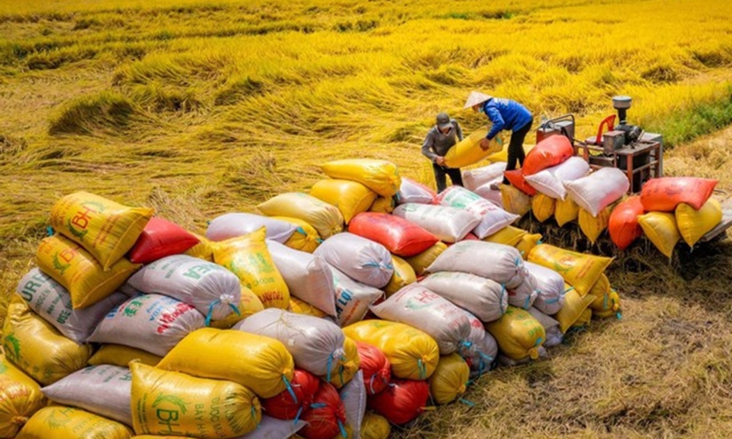 Xuất khẩu gạo vào thị trường Philippines năm 2024 tăng 48,9%.