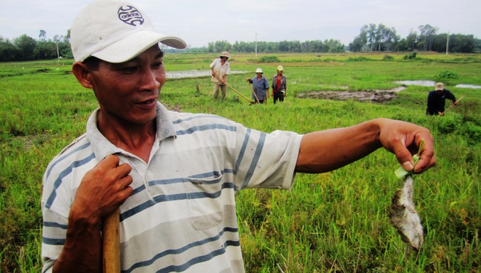 Đại dịch chuột tấn công mùa màng. Ảnh: Thiên Ân