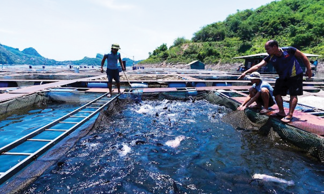 Khu vực nuôi cá trên lòng hồ Thuỷ điện Hoà Bình của Công ty TNHH Xây dựng và Dịch vụ Cường Thịnh.