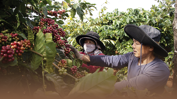 Xuất khẩu cà phê đạt kỷ lục 5,48 tỷ USD năm 2024 