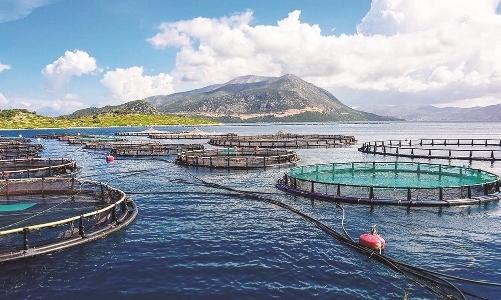 Khánh Hòa được thí điểm phát triển nuôi biển công nghệ cao  