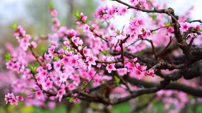 Tet holiday in eyes of foreign diplomats in Hanoi