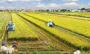 Bộ Tài chính đề xuất miễn tiền thuê đất lên tới 15 năm cho dự án đầu tư nông nghiệp 
