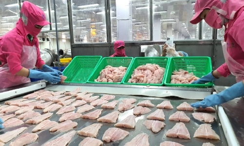 Xuất khẩu cá tra thuận lợi, giá tăng cao ngay từ đầu năm mới