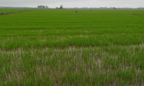 Sản xuất nông lâm ngư nghiệp khởi đầu thuận lợi