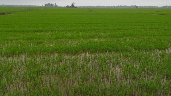 Sản xuất nông lâm ngư nghiệp khởi đầu thuận lợi