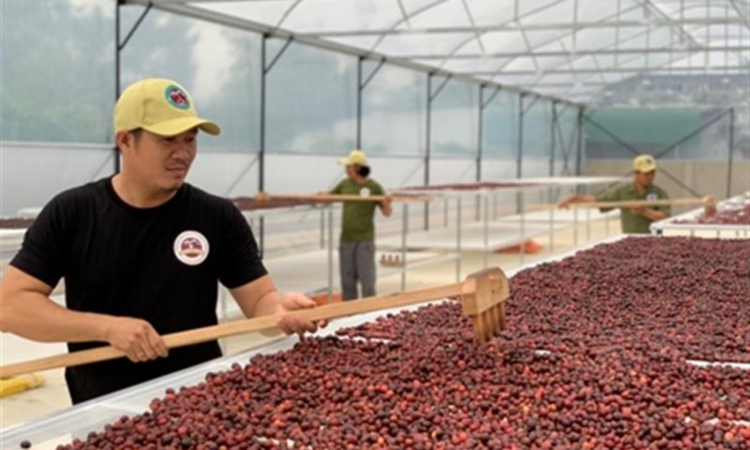 Việt Nam – nước sản xuất cà phê lớn thứ hai thế giới lại nổi tiếng với hạt Robusta. Ảnh minh họa.