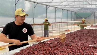 Arabica price hike creates window for Vietnamese Robusta in Nordic markets