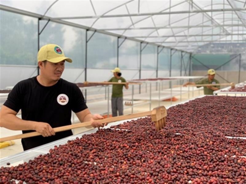 Arabica price hike creates window for Vietnamese Robusta in Nordic markets