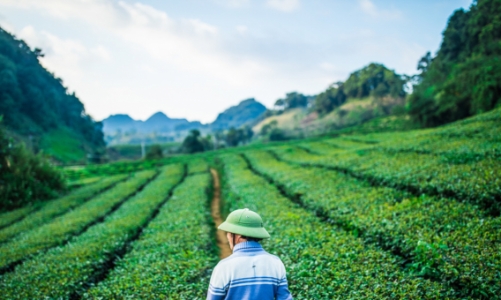 Hướng đi nào cho du lịch canh nông?