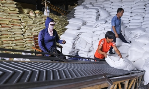 Xuất khẩu gạo đầu năm 2025: Giá xuống thấp, doanh nghiệp lo lắng vì đơn hàng giảm mạnh
